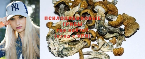 прущие грибы Вязьма